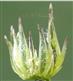  Involucre